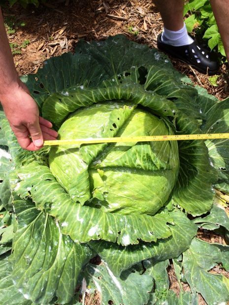The Swoboda family kept track of the measurements as the cabbage grew.