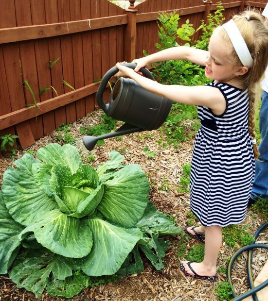 Emma Swoboda knew it was important to water her cabbage plant to help it grow. The nine-year old was able to save it from white moth worms as well.