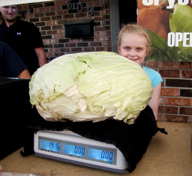 Nine-year old Emma Swoboda peeks behind the 14-pound cabbage she grew this year. The Farmington youngster hopes to win a $1,000 scholarship for all her hard work.