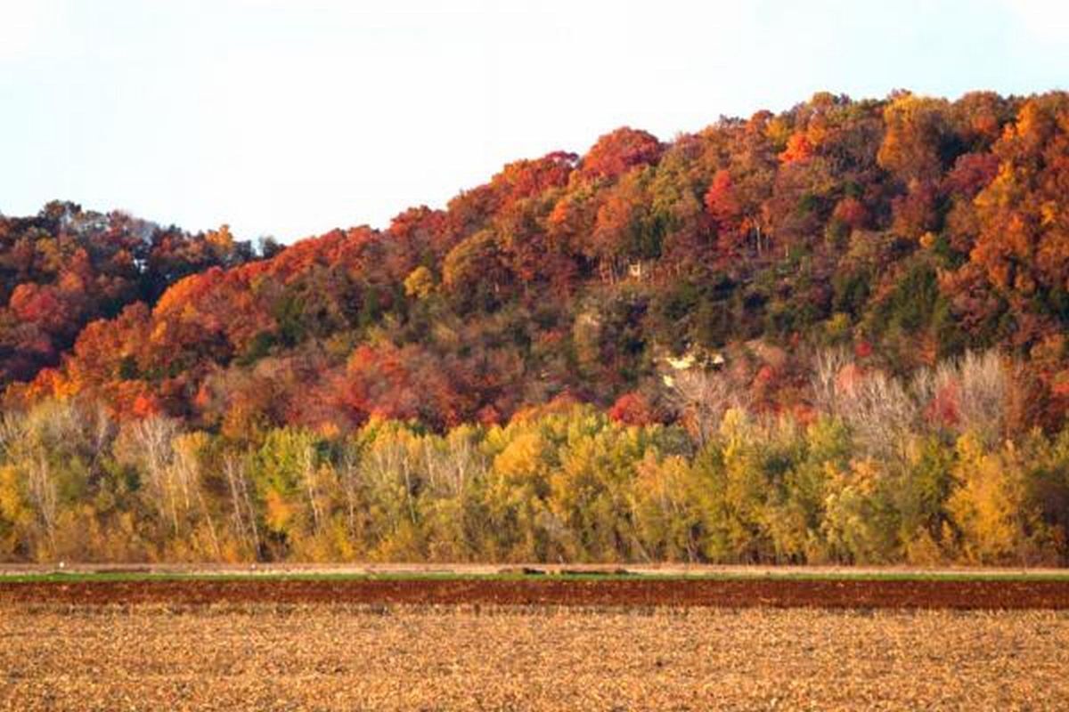 Beautiful trees on tap for Missouri fall – Daily Journal Online, image size:1200x800