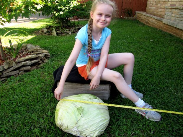 The cabbage grown by Emma Swoboda takes up a large portion of her tape measure. The cabbage ended up growing to 14 inches across and tipped the scale a little over 14 pounds.
